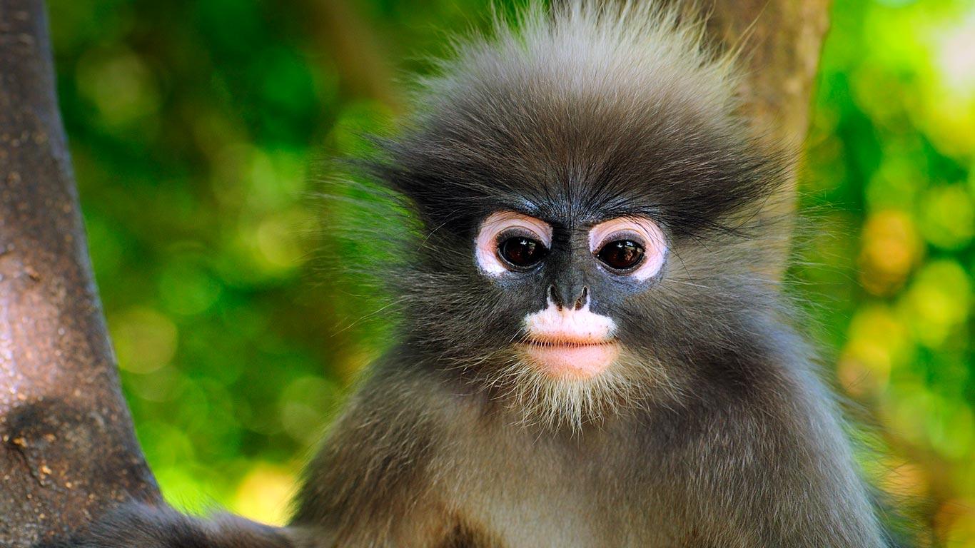 Dusky leaf monkey  khao sam roi yot national park  thailand 20130127