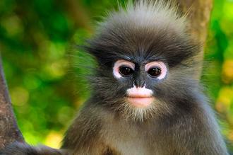 Index dusky leaf monkey  khao sam roi yot national park  thailand 20130127